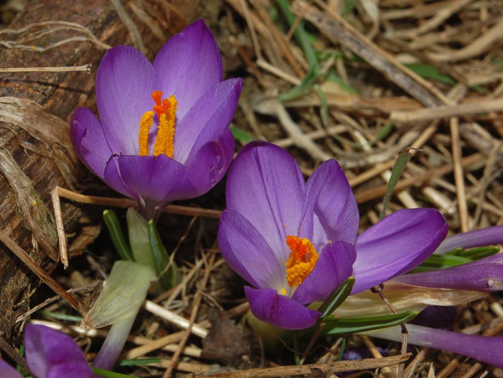 Crocus neglectus